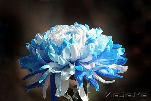 ��Ҫ��Ц���˵Ị̇���ֻ����û�о��������� (5)