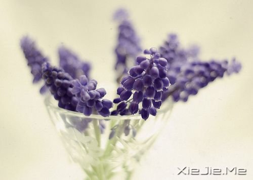 早安心语:没有什么难过能与众不同 (9)