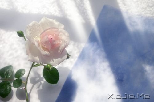 晚安心语:不争,也有属于你的世界 (3)