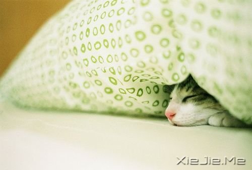 晚安心语:没有不会淡的疤,没有不会好的伤 (6)